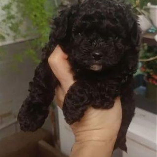 Изображение питомца