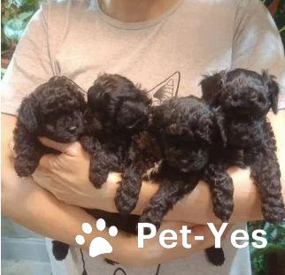 Изображение питомца