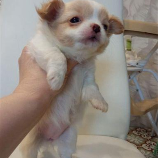 Изображение питомца