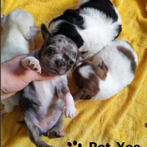 Изображение питомца