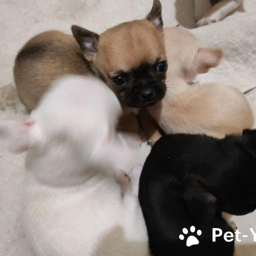 Изображение питомца