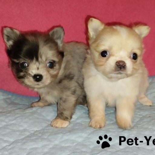 Изображение питомца