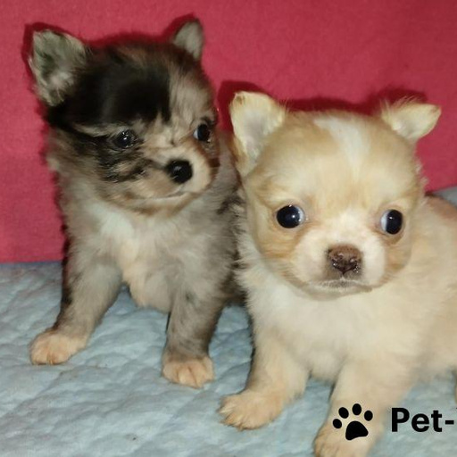 Изображение питомца