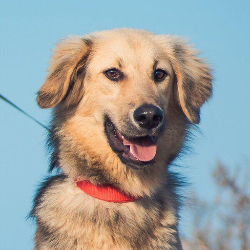 Изображение питомца