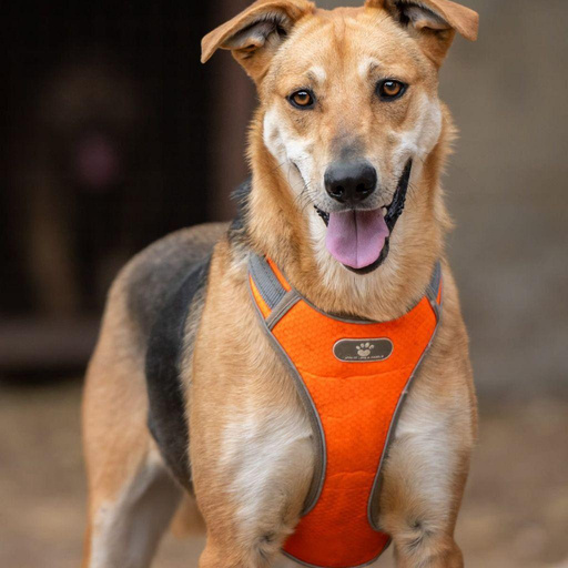 Изображение питомца