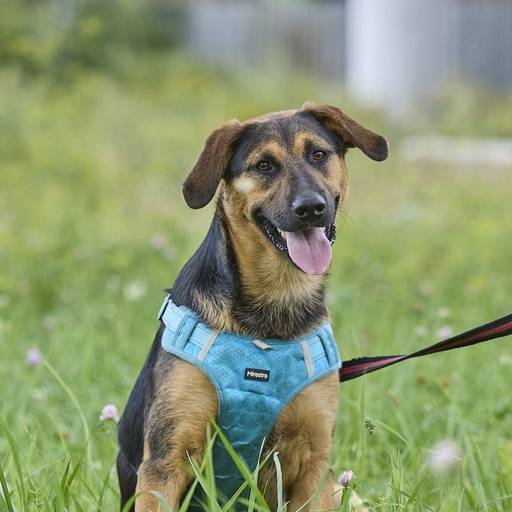 Изображение питомца