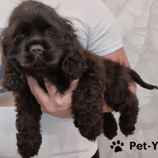 Изображение питомца