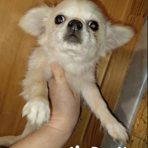 Изображение питомца