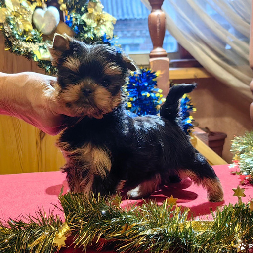 Изображение питомца