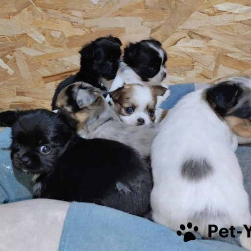 Изображение питомца