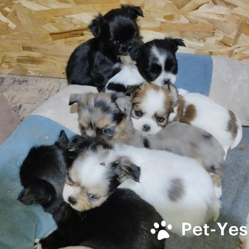 Изображение питомца