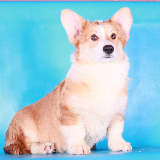 Изображение питомца