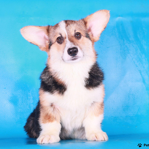 Изображение питомца