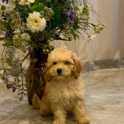 Изображение питомца