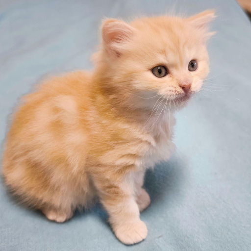 Изображение питомца