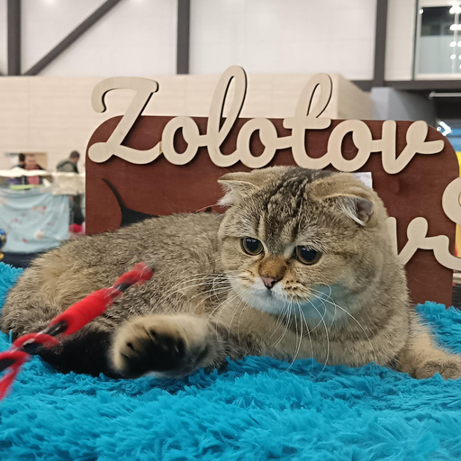 Изображение питомца