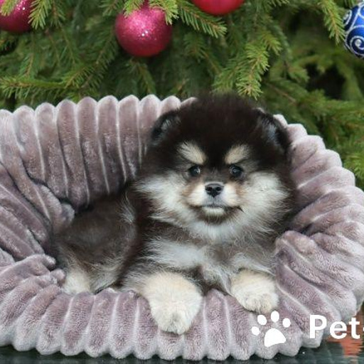 Изображение питомца