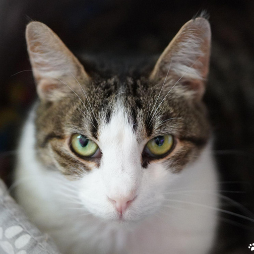 Изображение питомца