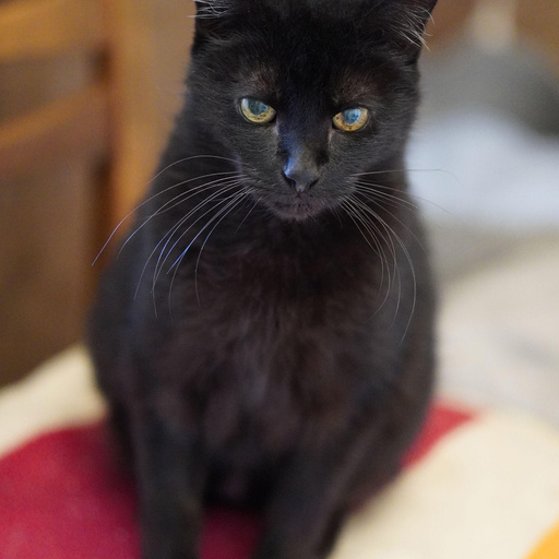 Изображение питомца