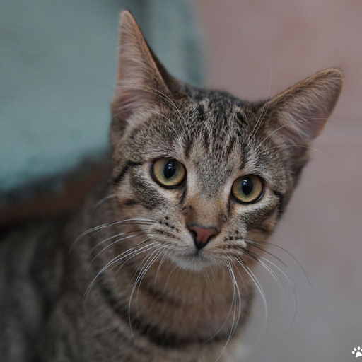 Изображение питомца