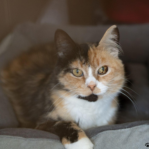 Изображение питомца