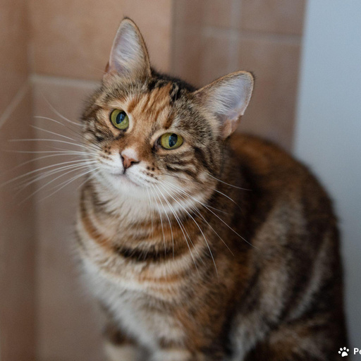 Изображение питомца