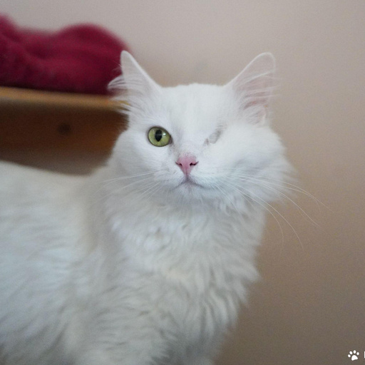 Изображение питомца