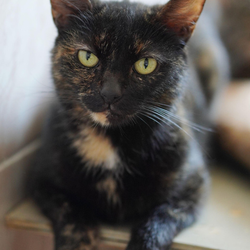 Изображение питомца