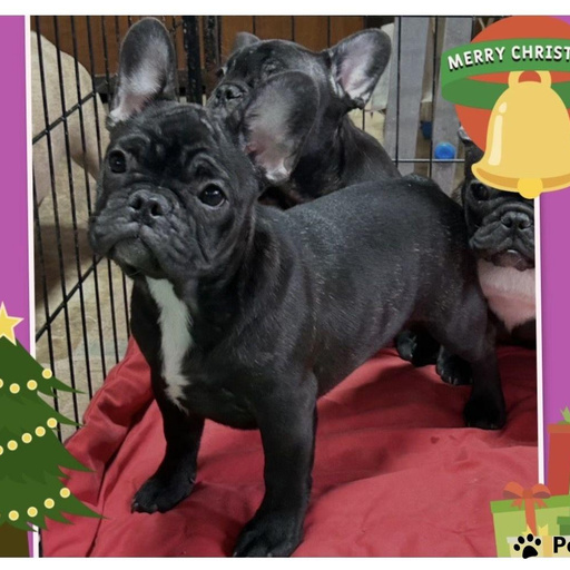 Изображение питомца