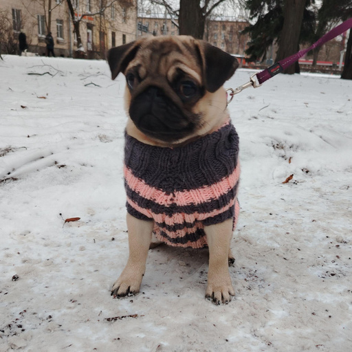 Изображение питомца