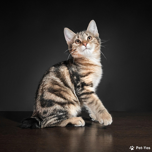 Изображение питомца