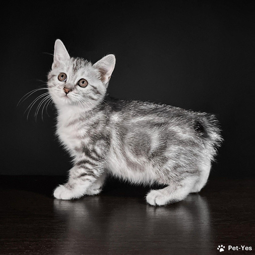 Изображение питомца