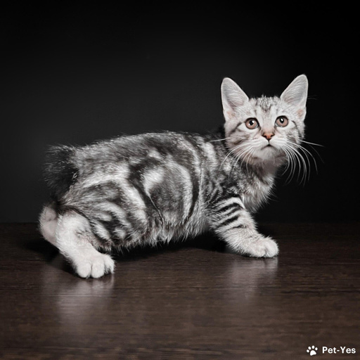 Изображение питомца