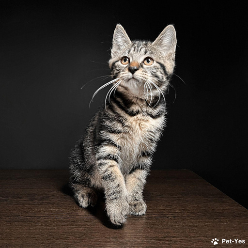 Изображение питомца