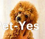 Изображение питомца