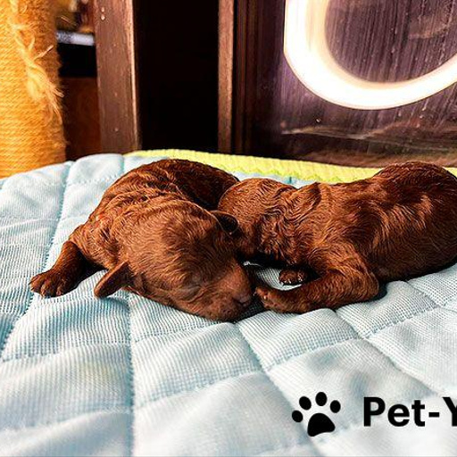 Изображение питомца