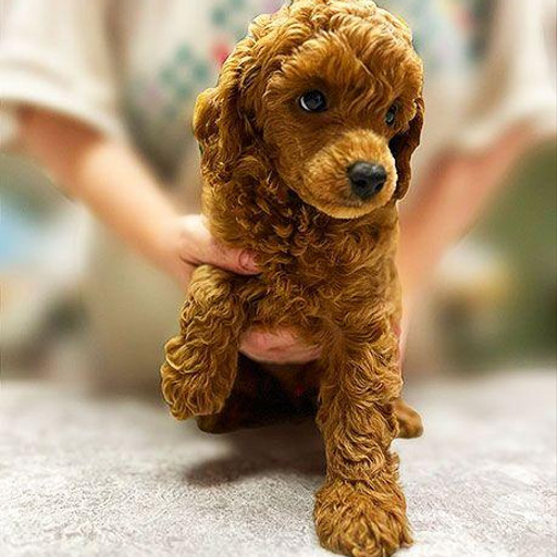 Изображение питомца