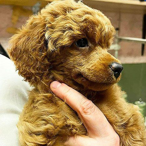 Изображение питомца