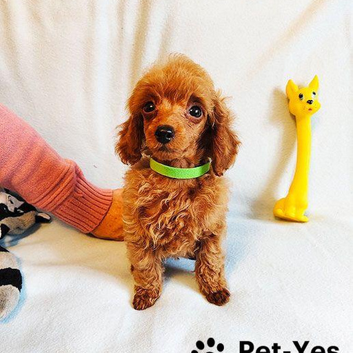 Изображение питомца