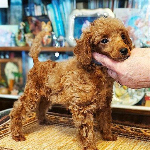 Изображение питомца