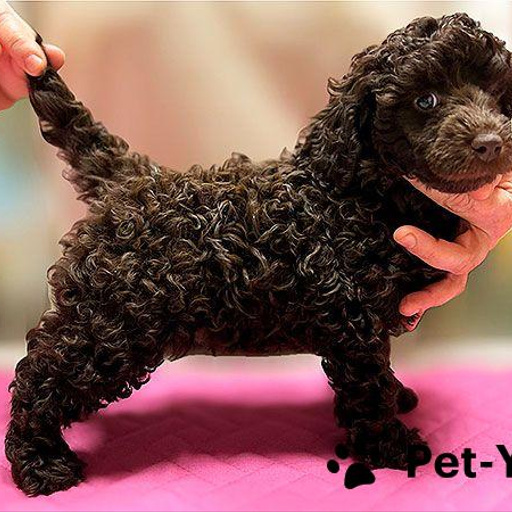 Изображение питомца