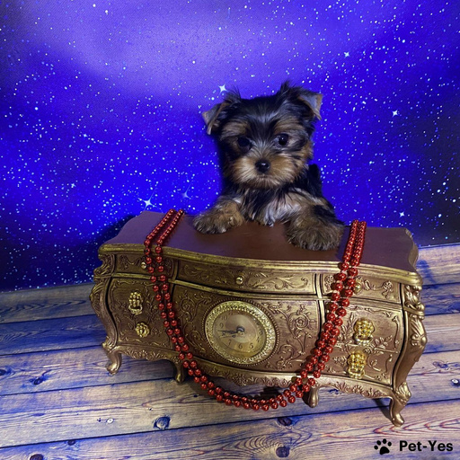 Изображение питомца