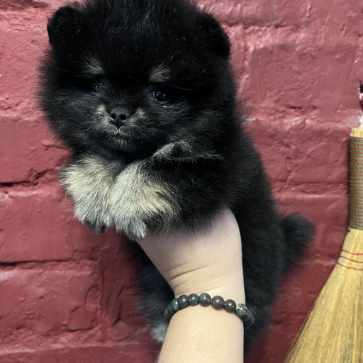 Изображение питомца