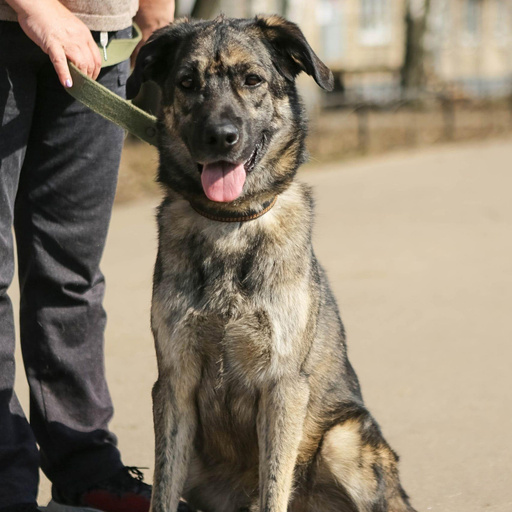 Изображение питомца