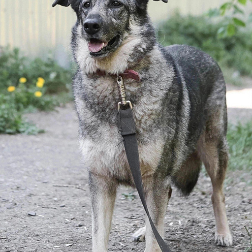 Изображение питомца