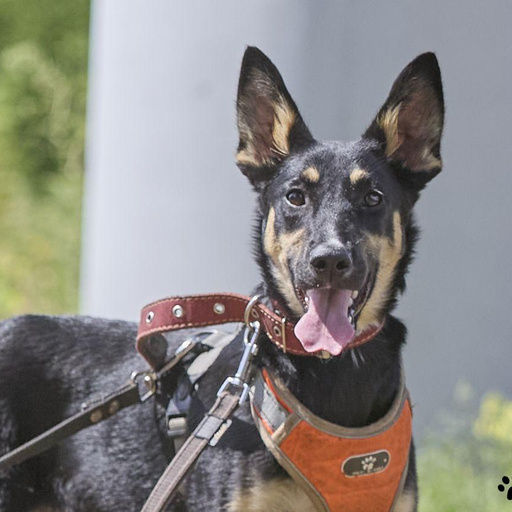 Изображение питомца