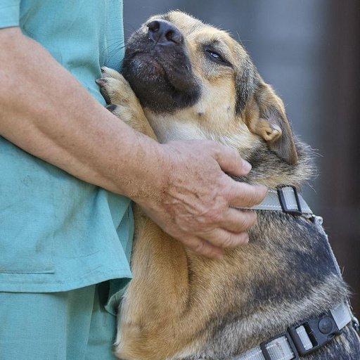 Изображение питомца