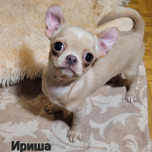 Изображение питомца