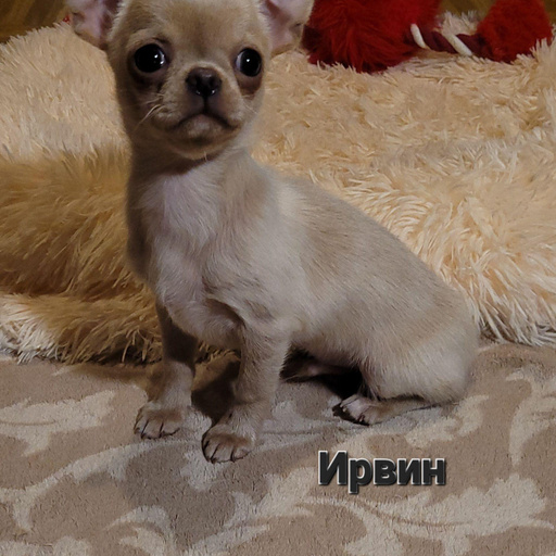 Изображение питомца