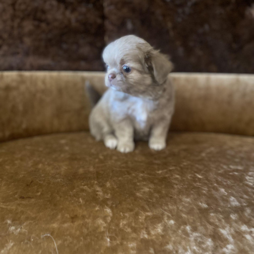 Изображение питомца